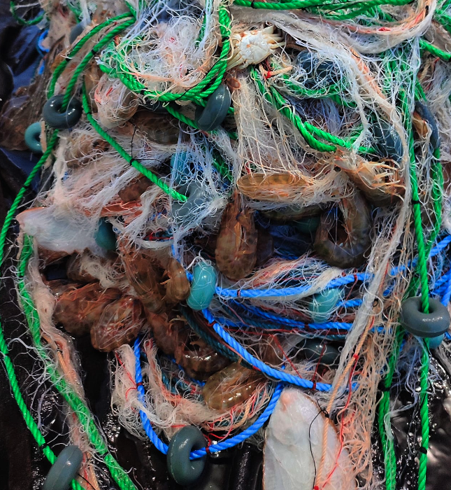 15 Mayıs'ta Karabiga Jumbo Karides Av Sezonu Acılıyor